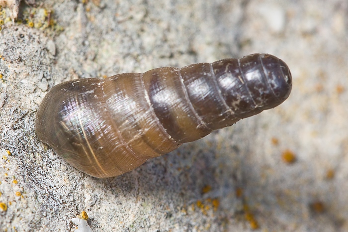 Rumina decollata